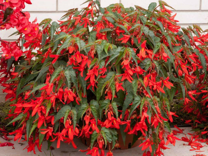 Begonia de Bolivia - Begonia boliviensis - El Nou Garden