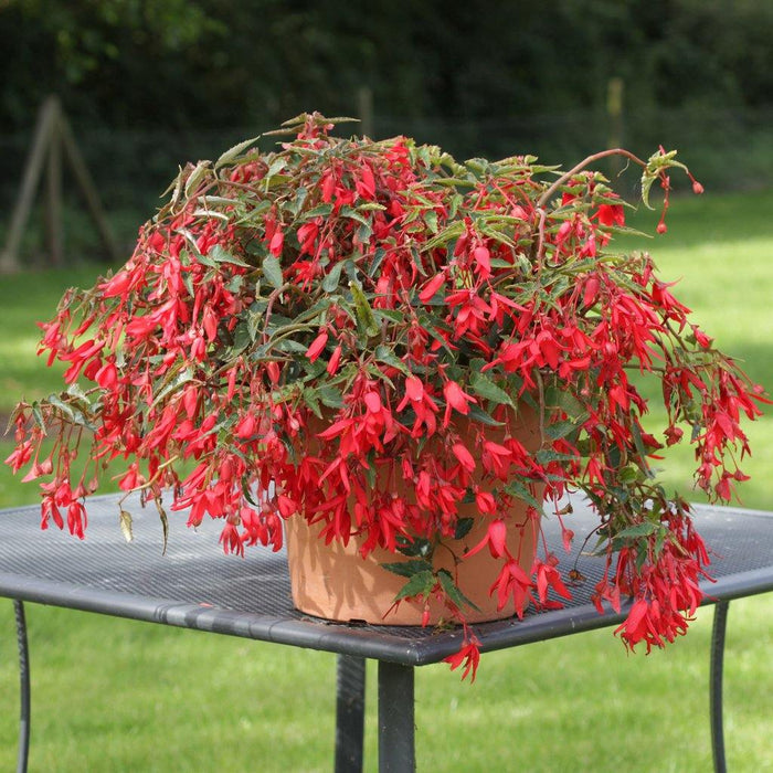 Begonia de Bolivia - Begonia boliviensis - El Nou Garden