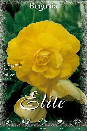 Begonia de flor doble amarilla - Bulbos - El Nou Garden