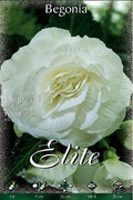 Begonia de flor doble blanca - Bulbos - El Nou Garden