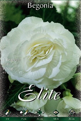 Begonia de flor doble blanca - Bulbos - El Nou Garden