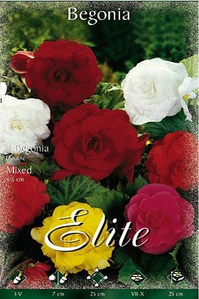 Begonia de flor doble mezcla - Bulbos - El Nou Garden