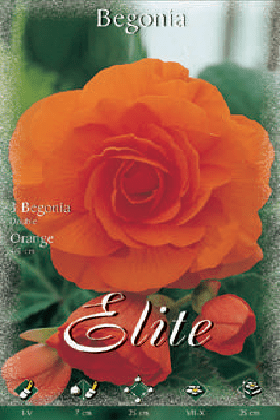 Begonia de flor doble naranja - Bulbos - El Nou Garden