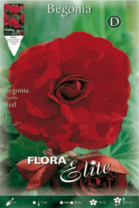 Begonia de flor doble roja escarlata - Bulbos - El Nou Garden