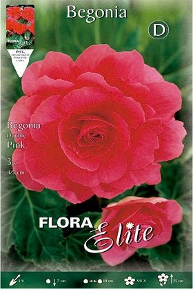 Begonia de flor doble rosa - Bulbos - El Nou Garden