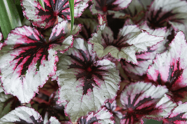 Begonia de hoja - Begonia rex - El Nou Garden