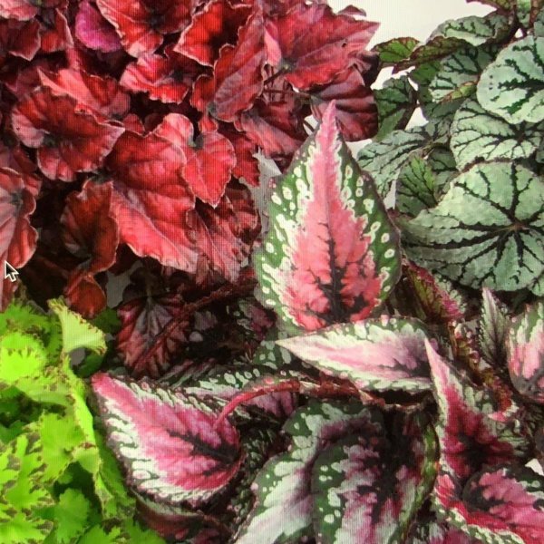 Begonia de hoja - Begonia rex - El Nou Garden