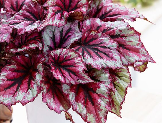 Begonia de hoja - Begonia rex - El Nou Garden