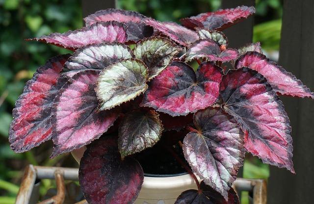 Begonia de hoja Beleaf - El Nou Garden