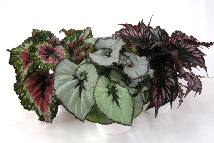 Begonia de hoja Beleaf - El Nou Garden
