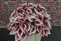 Begonia de hoja Beleaf - El Nou Garden