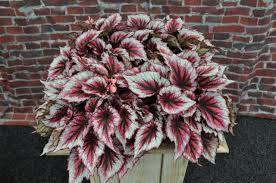 Begonia de hoja Beleaf - El Nou Garden