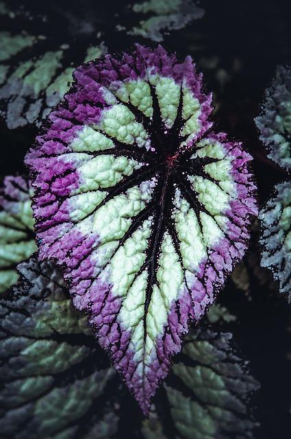 Begonia de hoja Beleaf - El Nou Garden