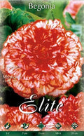 Begonia híbrida Marmorata - Bulbos - El Nou Garden