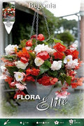 Begonia Odorata - Bulbos - El Nou Garden