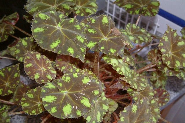 Begonia Tiger - Begonia boweri - El Nou Garden