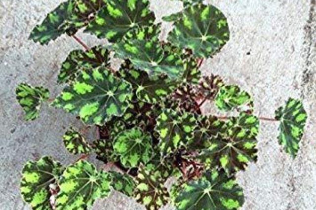 Begonia Tiger - Begonia boweri - El Nou Garden