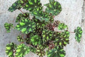 Begonia Tiger - Begonia boweri - El Nou Garden