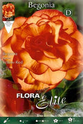 Begonia tuberosa Doble Picotte - Bulbos - El Nou Garden