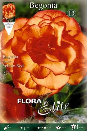 Begonia tuberosa Doble Picotte - Bulbos - El Nou Garden