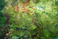Bejuquillo - Ceratophyllum demersum - Oxigenante - Pack 3 unidades - El Nou Garden