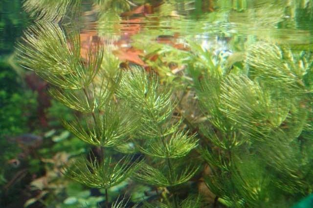 Bejuquillo - Ceratophyllum demersum - Oxigenante - Pack 3 unidades - El Nou Garden