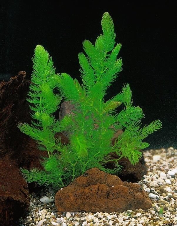 Bejuquillo - Ceratophyllum demersum - Oxigenante - El Nou Garden