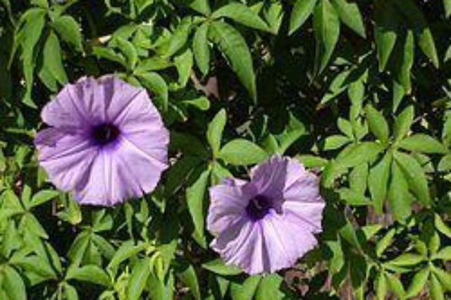 Bejuquillo de Caracas - Ipomoea cairica - El Nou Garden