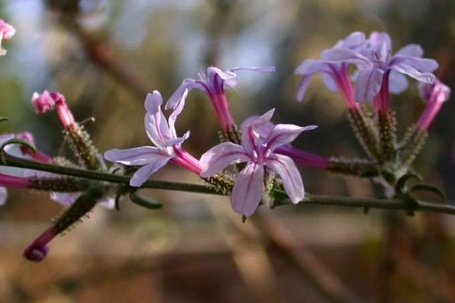 Belesa - Plumbago europaea - El Nou Garden