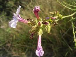 Belesa - Plumbago europaea - El Nou Garden