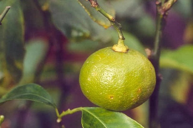 Bergamota - Citrus bergamia - El Nou Garden