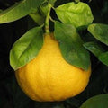Bergamota - Citrus bergamia - El Nou Garden