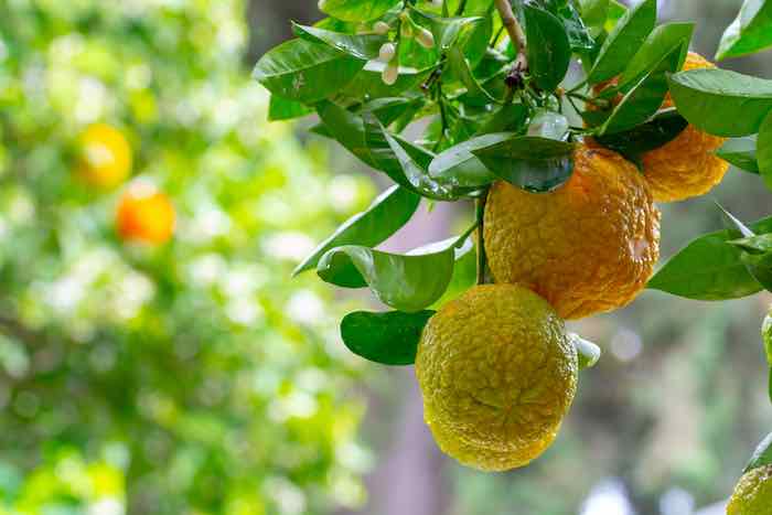 Bergamota - Citrus bergamia - El Nou Garden