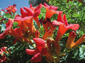 Bignonia - Trompeta china - Bignonia grandiflora - Campsis grandiflora - El Nou Garden