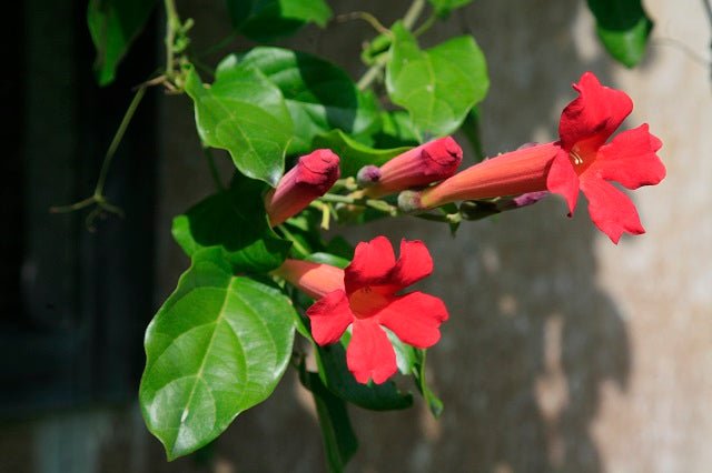 Bignonia cherere - Distictis buccinatoria - El Nou Garden