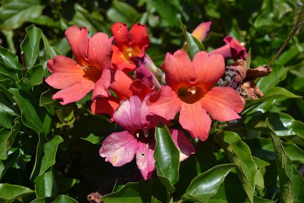 Bignonia cherere - Distictis buccinatoria - El Nou Garden