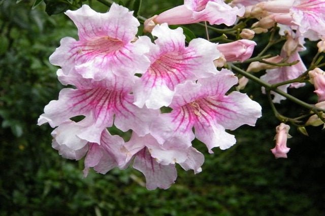 Bignonia rosa - Arbusto de Pandora - Podranea ricasoliana - El Nou Garden