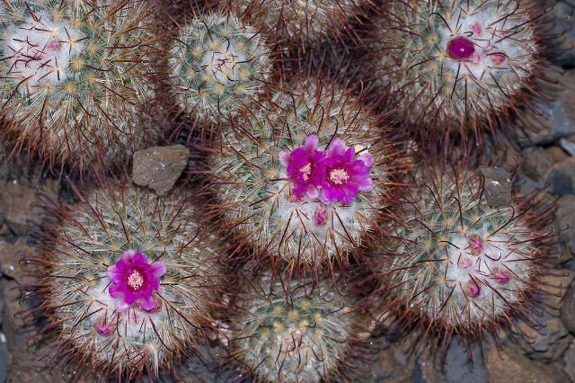 Biznaga de seda - Mammillaria bombycina - El Nou Garden