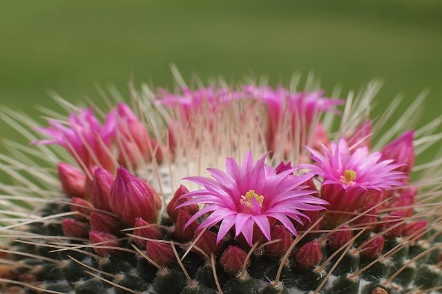 Biznaga espinosa - Mammillaria spinossisima - El Nou Garden