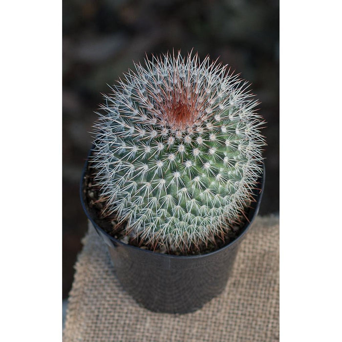 Biznaga espinosa - Mammillaria spinossisima - El Nou Garden