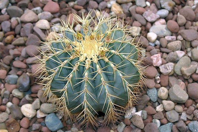 Biznaga Glaucescens - Ferocactus - El Nou Garden