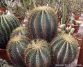 Biznaga Glaucescens - Ferocactus - El Nou Garden