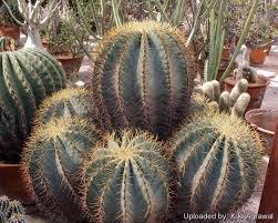 Biznaga Glaucescens - Ferocactus - El Nou Garden
