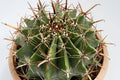 Biznaga Horridus - Ferocactus - El Nou Garden