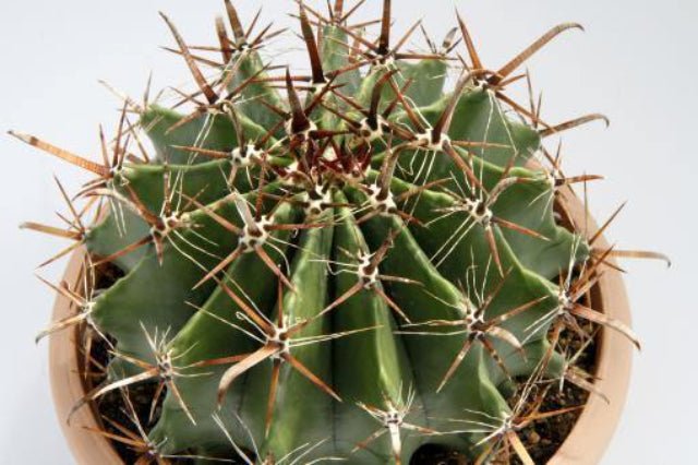 Biznaga Horridus - Ferocactus - El Nou Garden