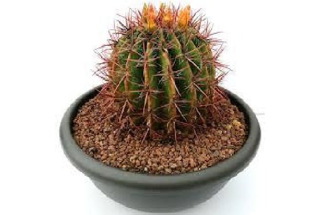 Biznaga Staineisii - Ferocactus - El Nou Garden