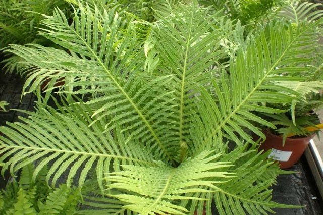 Blecno - Blechnum gibbum Silver Lady - El Nou Garden