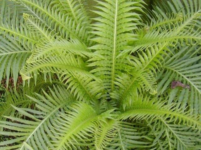 Blecno - Blechnum gibbum Silver Lady - El Nou Garden