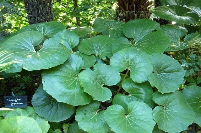 Boina de vasco - Farfugium japonicum - Ligularia tussilaginea - El Nou Garden