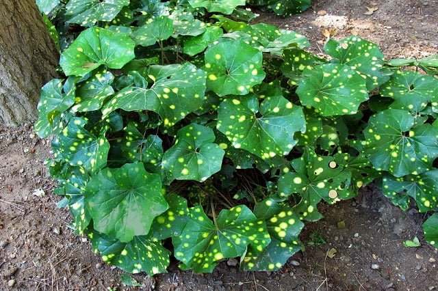 Boina de vasco aureovariegada - Farfugium japonicum aureomaculatum - El Nou Garden